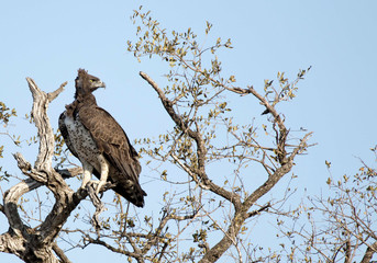 Martial Eagle