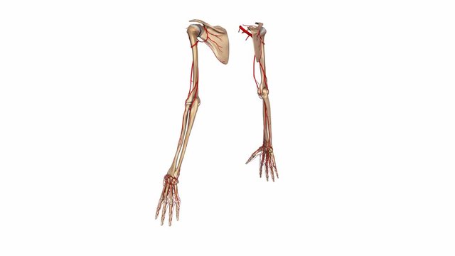 Upper limbs with arteries