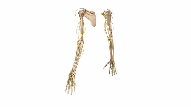 Upper limbs with Nerves