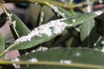 Oleander leaves densely covered with scale insects. Mealy mealybug.