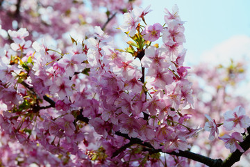 豊前の河津桜