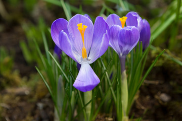 Цветок фиолетовый крокус