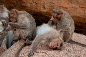 Cute monkey animal near Hampi city in India