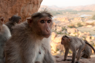 Cute monkey animal near Hampi city in India