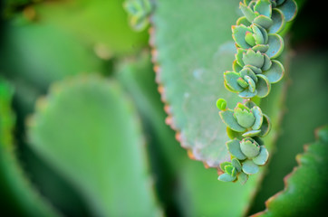 Close up of Kalanchoe pinnata plant
