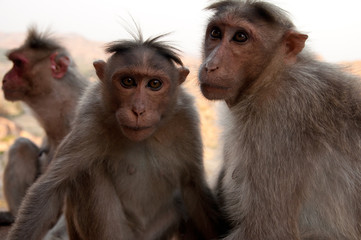 Cute monkey animal near Hampi city in India