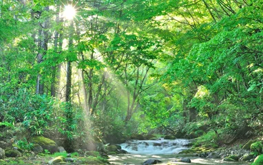Papier Peint photo Lavable Olive verte Forêt du début de l& 39 été, soleil du matin et paysage de ruisseau clair
