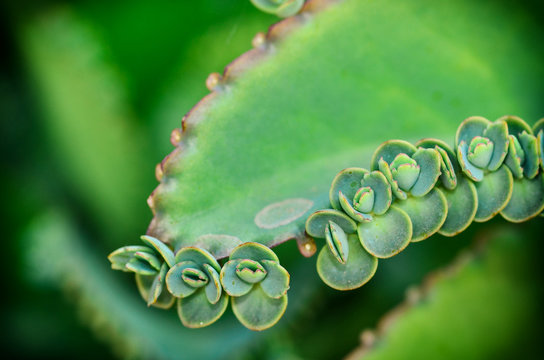 Kalanchoe Pinnata Plant