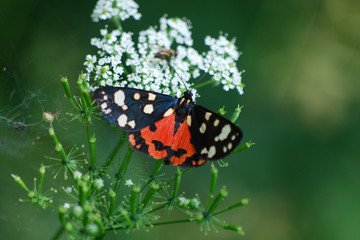 Fototapeta na wymiar Butterfly Callimorpha dominula