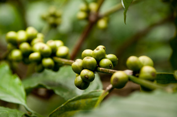 Coffee beans on a branch in India