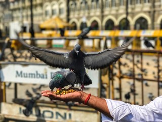 Beautiful view of pigeons eating 