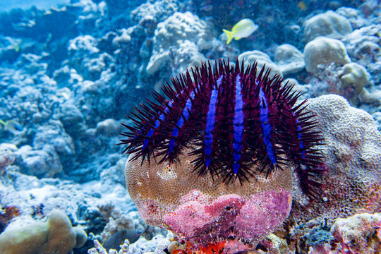 Sea Star Crown Of Thorns Eating Corals In Maldives