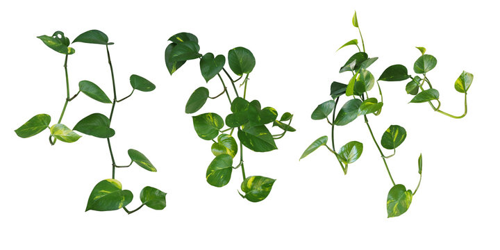 Fototapeta Set of hanging heart-shaped leaves vine, devil's ivy, golden pothos, isolated on white background, clipping path included.