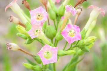 Cultivated tobacco in plantation. Its leaves commercially grown to be processes into tobacco industry