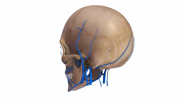 Skull with veins
