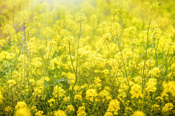 Obraz premium Yellow flower