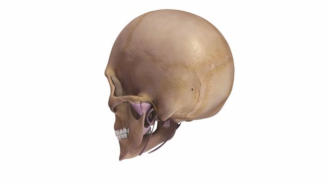 Skull with Ligaments