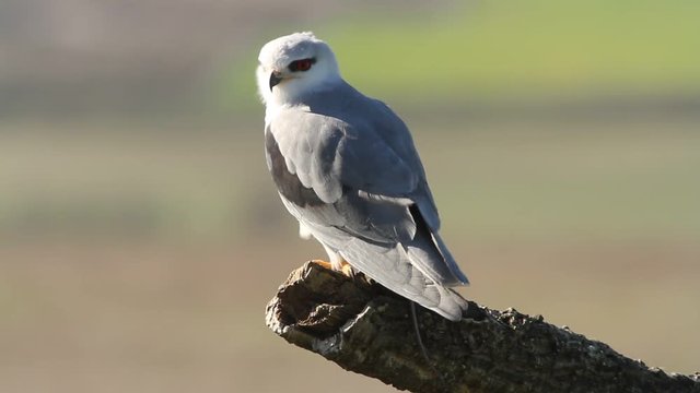 Adult of black-shouldered. Elanus caeruleus.