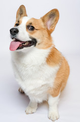 corgi