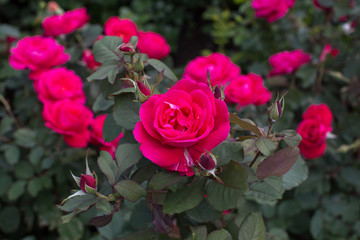 Red rose in the garden