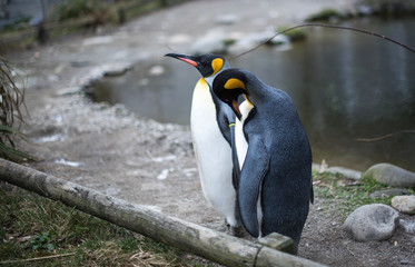King Penguins (Aptenodytes patagonicus) standing