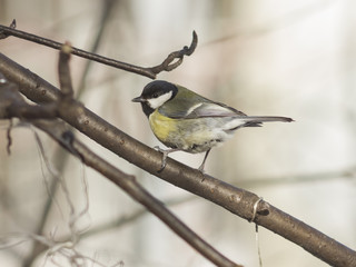 Great tit, Parus Major, close-up portrait on branch with bokeh background, selective focus, shallow DOF