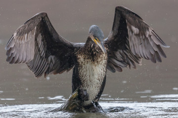 Kormoran an der ostsee