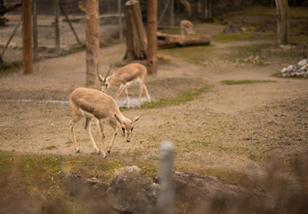 Roe deer in zoo