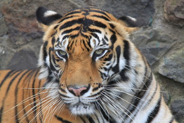 Sumatran Tiger