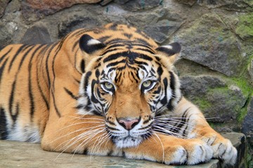 Plakat Sumatran Tiger