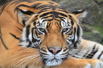 Sumatran Tiger