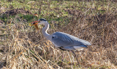 Silberreiher mit hecht