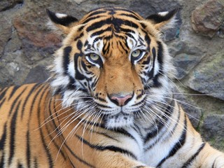 Sumatran Tiger