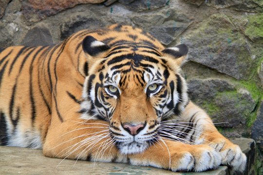 Sumatran Tiger