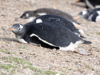 Gentoo penguin, Pygoscelis Papua, nests in large colonies, Falkland islands