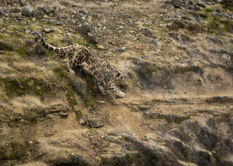 Leopard on the rocks