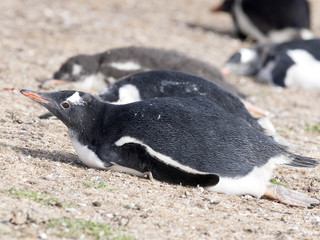 Fototapeta premium Gentoo penguin, Pygoscelis Papua, nests in large colonies, Falkland islands