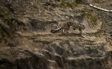 Leopard on the rocks