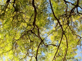 Acacia trees crowns with green foliage in summer.