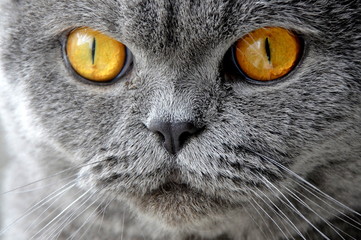 Cat close-up with yellow eyes