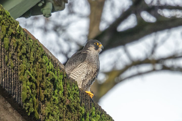 greifvögel in deutschland