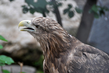 Eagle
