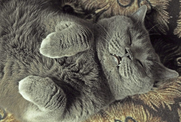 Cat Nirvana