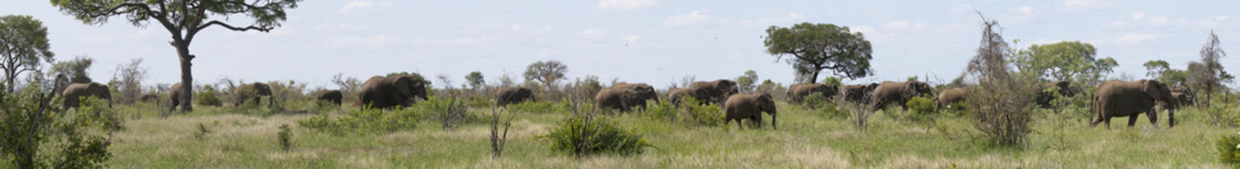 Obraz premium Elephant herd