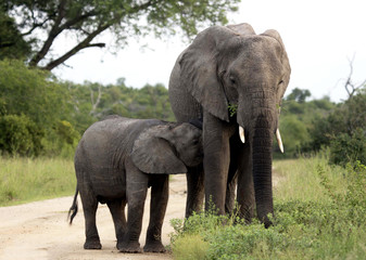 Fototapeta na wymiar Elephant and calf