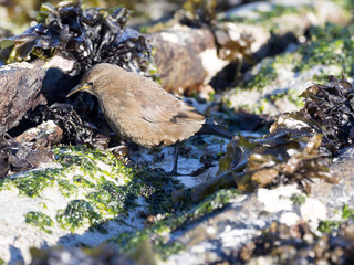 Tussock bird, Cinclodes a. antarcticus, is ubiquitous tiny bird, on the islands Falkland / Malvinas