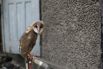 Barn owl in front of local house in York Jakarta July, 2016 : Barn Owl, York Jakarta, Indonesia