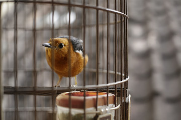 Beautiful little bird in the cage. out-focus / July, 2016 : York Jakarta, Indonesia 