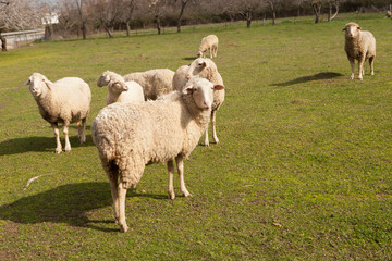 Naklejka na ściany i meble Sheeps grazing in the meadow with green grass