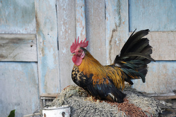 Colorful rooster July, 2016 : York Jakarta, Indonesia